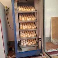 دستگاه جوجه کشی