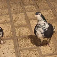 کبوتر دمگیر