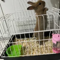 خرگوش لوپ|موش و خرگوش|تهران, هفده شهریور|دیوار