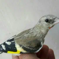 جوجه سهره معاوضه دارم با قناری