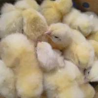 جوجه گوشتی راس ۳۰۸ وزن بالا|حیوانات مزرعه|گتاب, |دیوار