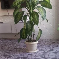 سلام  گل|گل و گیاه طبیعی|قصرشیرین, |دیوار