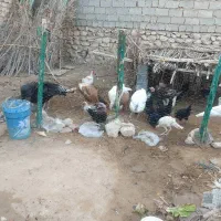 بوقلمون یکساله و پنج ماهه|حیوانات مزرعه|اهرم, |دیوار