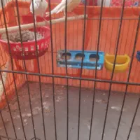 قناری نر و ماده مولد