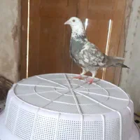 قیمت ۵۰۰۰|پرنده|قهستان, |دیوار