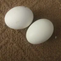 تخم مرغ سیبرایت و...