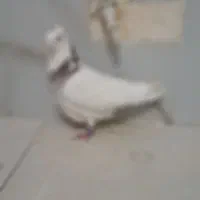 کبوتر طوقی
