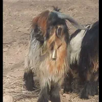 تیشتر بعده بز بیگ