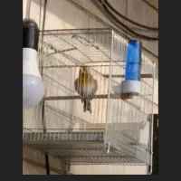 سهره قناری|پرنده|پاکدشت, حصار امیر|دیوار