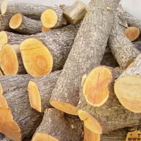 خریدار چوب بری نظامی خرید در محل با تجهیزات کامل..|خدمات باغبانی و درختکاری|مشکین‌دشت, |دیوار