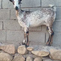 بزنقشی|حیوانات مزرعه|بندرعباس, |دیوار