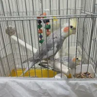 طوطی عروس هلندی سخنگو