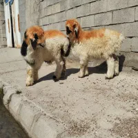 بره نر معاوضه با جو|حیوانات مزرعه|بهمن صغاد, |دیوار