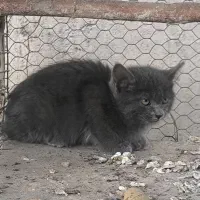 گربه خونگی|گربه|اصفهان, کارلادان|دیوار