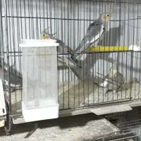 جوجه عروس|پرنده|اراک, |دیوار