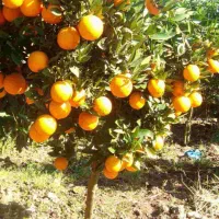 فروش-باغ-پرتقال
