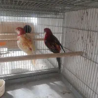 جفت طوطی رزیلا مولد|پرنده|بافق, |دیوار