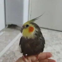 عروس هلندی گم شده در دانشسرا زنجان