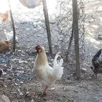 خروس گلین جوان و نیمچه گلین موجود