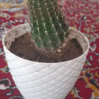 عالی و خوشگل