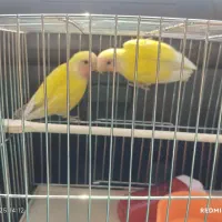 جفت کوتوله چشم شرابی|پرنده|قم, عمار یاسر|دیوار
