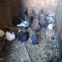 تعدادی کبوتر|پرنده|داراب, |دیوار