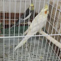 فروش سه عدد عروس هلندی|پرنده|کازرون, |دیوار