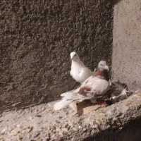7 عدد کفتر|پرنده|چناران, |دیوار