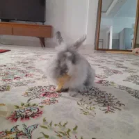 خرگوش