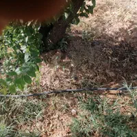 فروش نقدی یا معاوضه، باغ۹۵۰ متری در دالین|فروش زمین و ملک کلنگی|شیراز, فرهنگ شهر|دیوار
