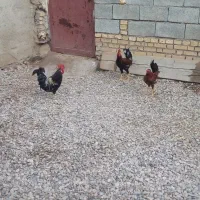 خروس