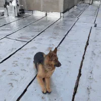 سگ‌ژرمن