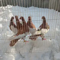 کبوتر یهودی سرخ