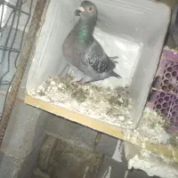 فروش کبوتر طوقی و پلاکی