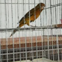 قناری سوخته نر مست