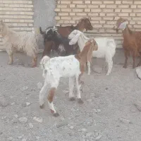 بز ۶عدد   دونر ۴ ماده|حیوانات مزرعه|شادگان, |دیوار