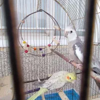 عروس هلندی مولد