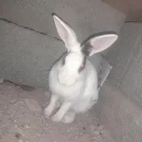 خرگوش چشم شرابی