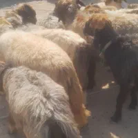 میش فروشی