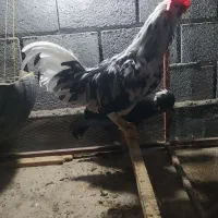 خروس ریش گلین|حیوانات مزرعه|گمیشان, |دیوار