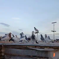 کبوتر|پرنده|آباده, |دیوار