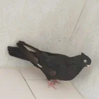 زاغ چشم نک سفید عروسک نوک ریز|پرنده|دهدشت, |دیوار