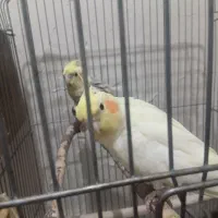 عروس هلندی دستی جفت