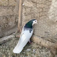 دمگیر دوبحر|پرنده|برخوار, |دیوار