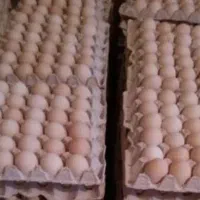 فروش تخم مرغ نطفه دار