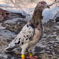 کبوتر هفرنگ|پرنده|قزوین, |دیوار