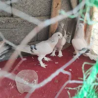 کبوتر ترکی مفقودی