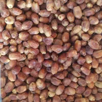 خرما  درجه یک