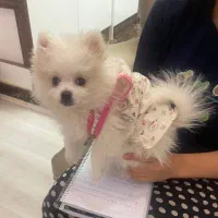 پامر توله ۲ماهه نر قیمت۱۸