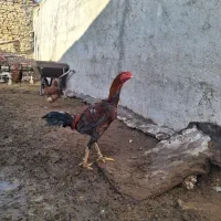 جوجه خروس لاری یک سال